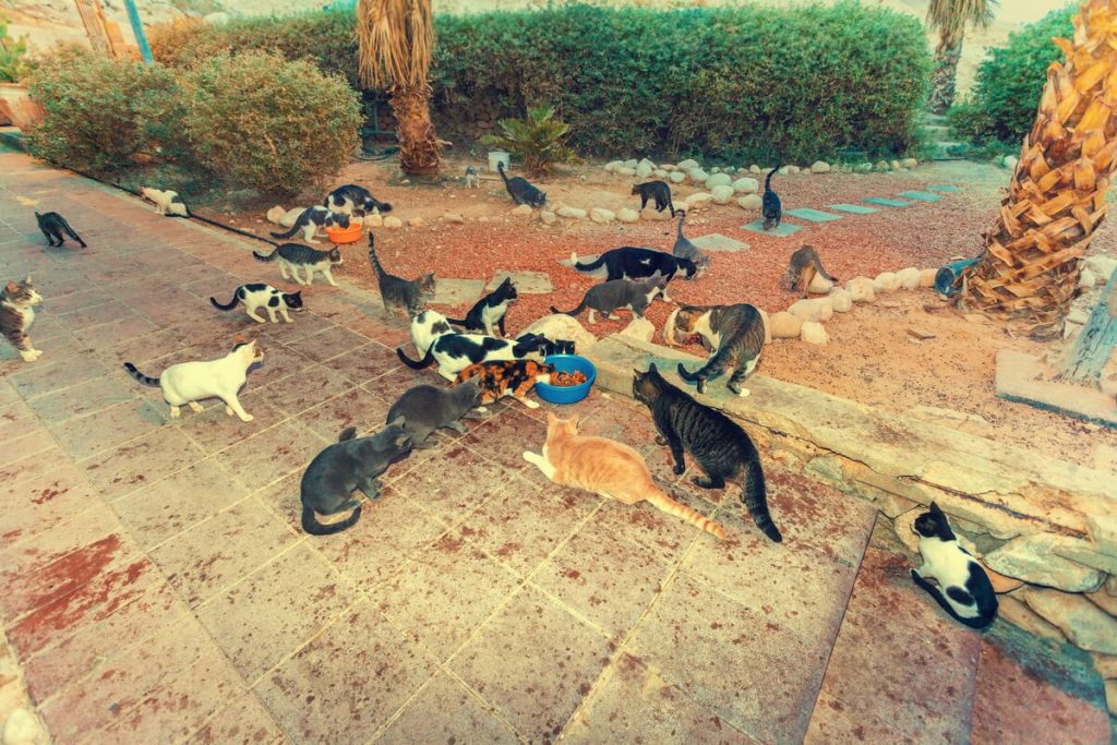 How To Get Rid Of Cats X Pest How To Get Rid Of Cats X Pest