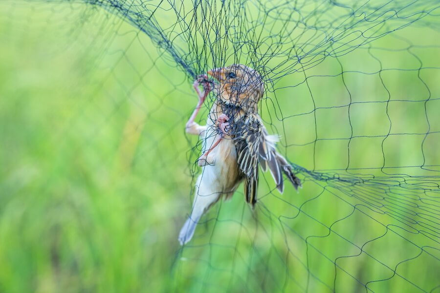 How to Get Rid Of Birds? xpest