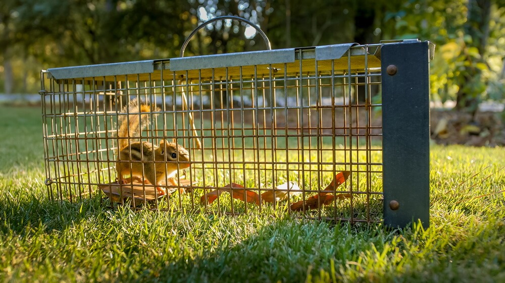 get rid of chipmunks