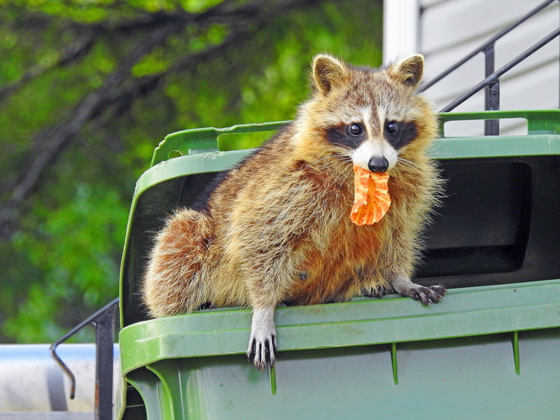 How to get rid of raccoons 4