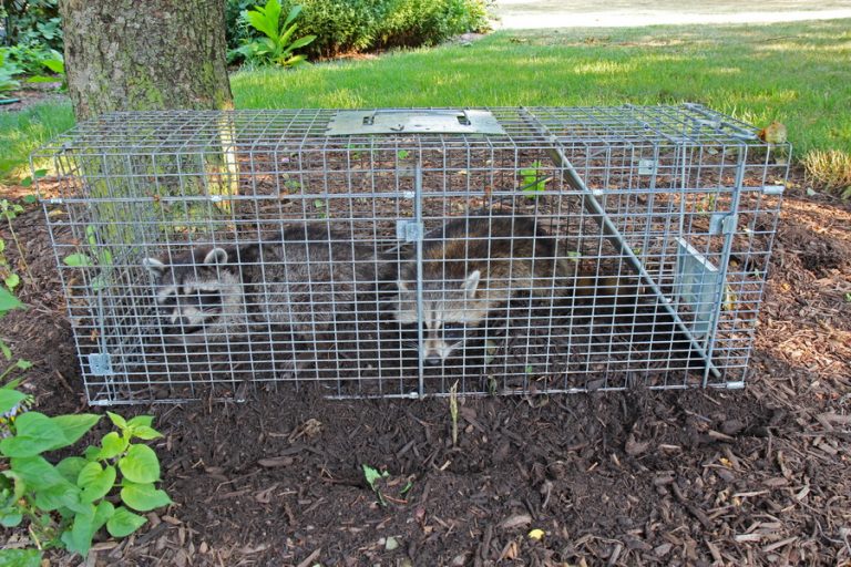 How to get rid of raccoons? xpest