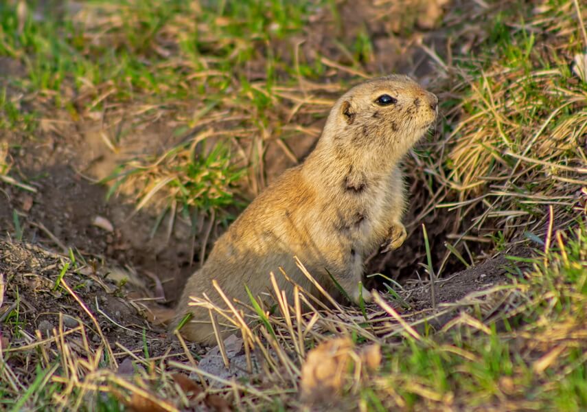 get rid of gophers