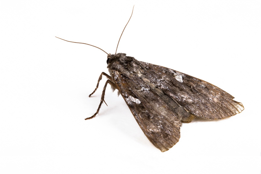 how to get rid of moth