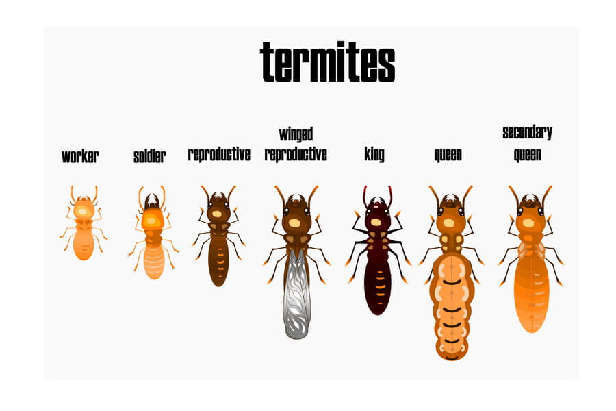 Different Types of Termites