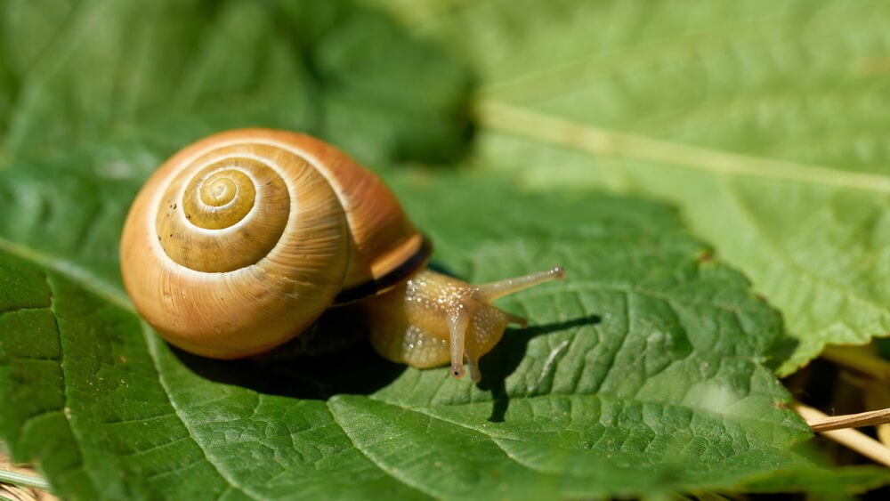 how to get rid of snails