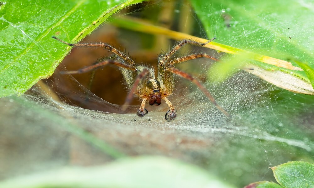 aranha da grama