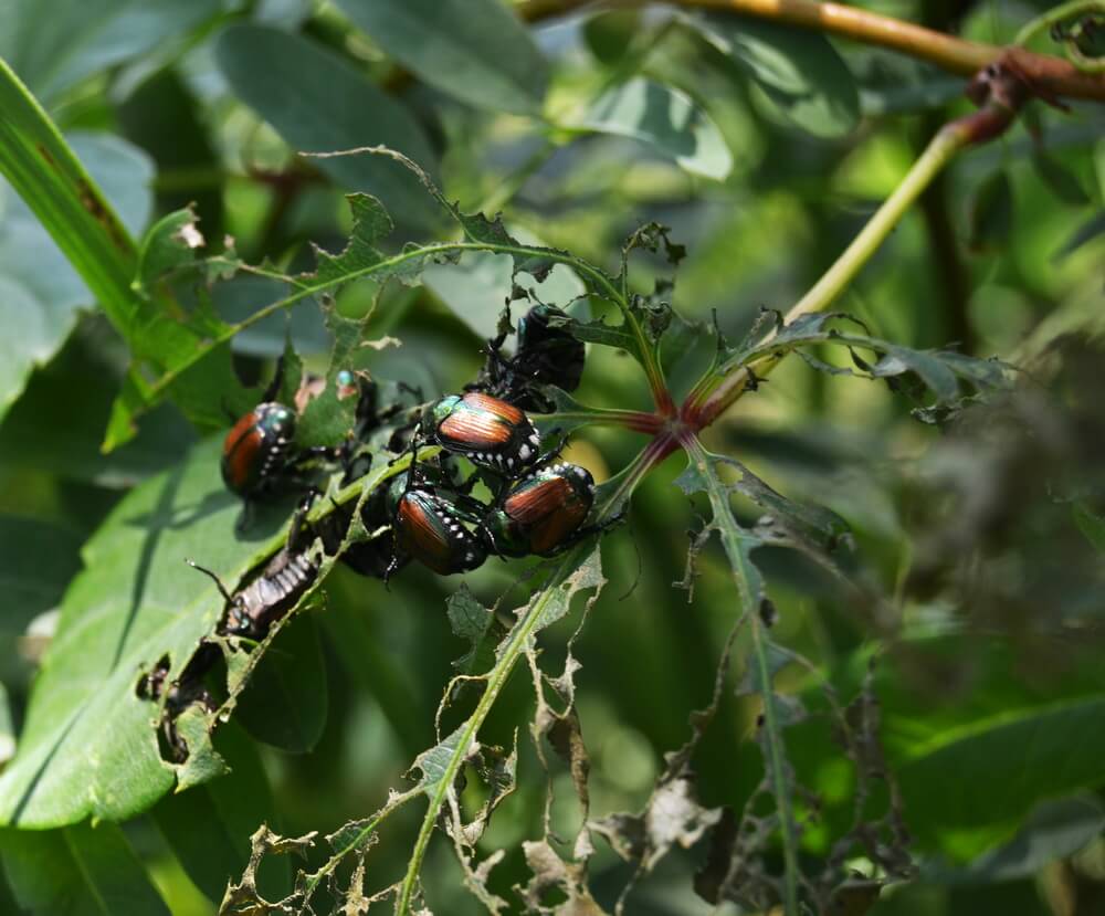 How to get rid of Japanese beetles